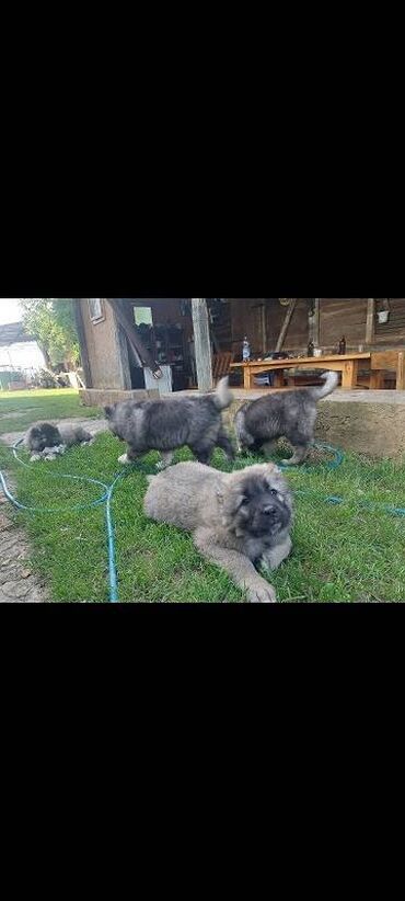 Psi: Kavkaski ovcari, štenci na prodaju stari 2 meseca slobodni za na lalafo.rs — 4 Psi: Kavkaski ovcari, štenci na prodaju stari 2 meseca slobodni za — 4