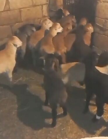 Quzu: Quzu, Erkək, ay: 1