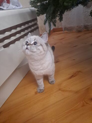 Pişiklər: Britan, Dişi — 9