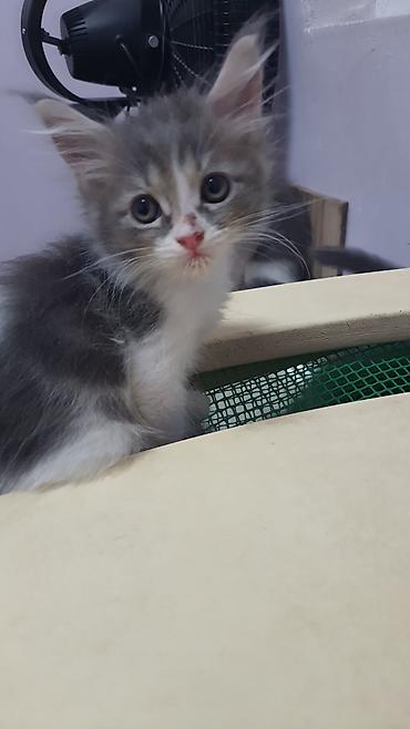 pişik cüt: ПАПА - МЕЙНКУН,МАМА-ШОТЛАНДКА. КОТЯТАМ 1,5 МЕСЯЦА. ХОДЯТ В ЛОТОК,ЕДЯТ — 2