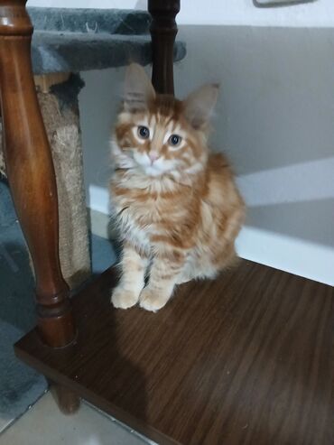 Mačke: Mace dugodlake – leglo prelepih mačića - Tip: kućne mačke dugodlake — 5