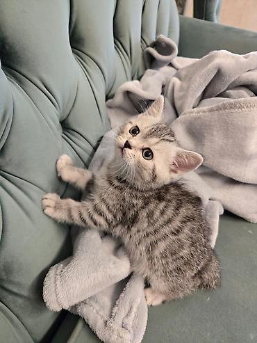 Pişiklər: Britan — 18