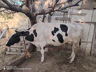 simmental inək cinsi: Salam heyvan 7 ay əvvəl 2 ci qarın balanı doğum. Təzə doğanda 37 litr — 3