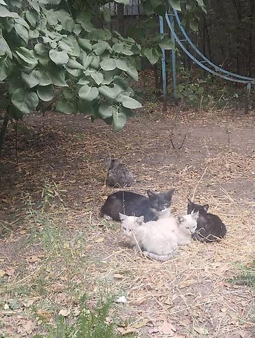 Отдам даром кошку: 🐾 ИЩЕМ ДОМ ДЛЯ КОТЯТ! 🏠❤️ РАЙОН ЮГ-2 Во дворе нашего дома живут 4 — 1
