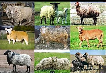 Корма для с/х животных: 🐎 Стимулятор набора веса со стволовыми клетками костный жир со — 15