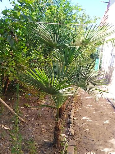 guldəfnə bitkisi: Trachycarpus fortunei (və ya “Külək xəmirəsi/Çin fan xurma”) – bağ — 4