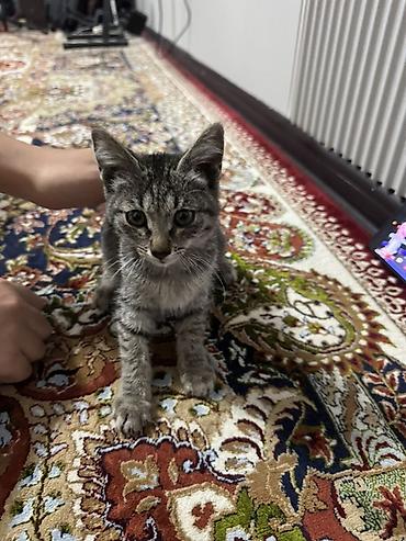 scotish fold: Котёнок, полосатый тигровый окрас (серо-чёрный табби) — 4