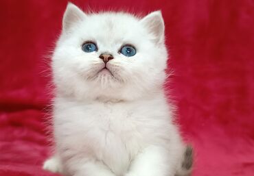 котенок британский: Предлагается к предварительному резерву шикарный шотландский котенок