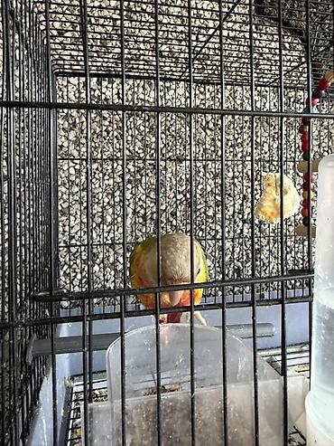 купить клетку для животных: Пиррура Пара ручных домашних попугаев — пиррура в комплекте с — 4