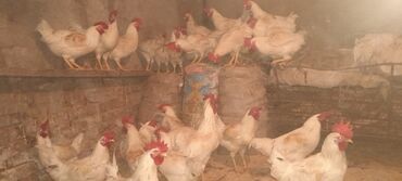 купить цыплят с птицефабрики: Продаю молодых петушков возраст 5 месяцев,можно резать,можно дальше на