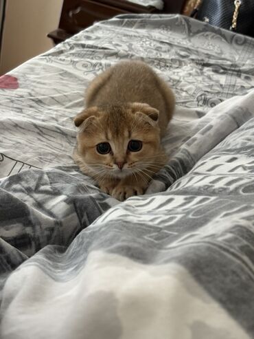 Pişiklər: Şotland yastı qulaq, Erkək, Yaxşı əllərə — 2