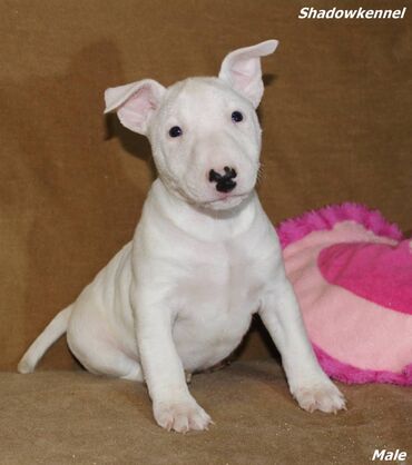 Psi: Stenci Mini Bull terijera, stari dva meseca, Pll, Lad, Lp clear na lalafo.rs — 10 Psi: Stenci Mini Bull terijera, stari dva meseca, Pll, Lad, Lp clear — 10