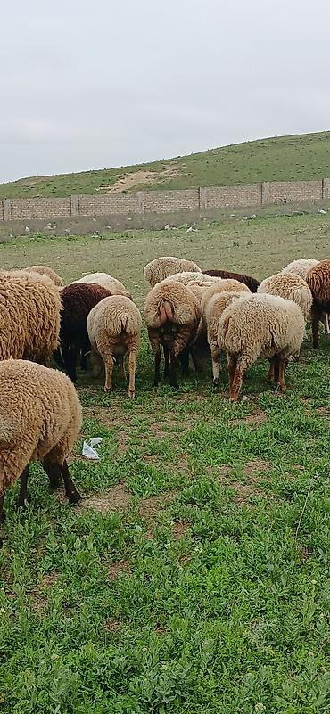 Qoyunlar, qoçlar: Erkək, il: 5, 30 kq, Ətlik, Ödənişli çatdırılma — 2