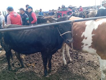 Коровы, быки: Продаю | Тёлка | Швицкая, Айрширская | На забой | Привязанные