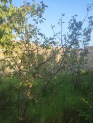 Toxumlar: Qobuda arkodan 1km metir məsafədə asvaltdan 20 metir içəridir 8