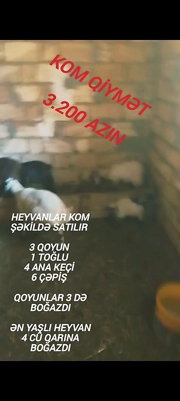 mal qara: Qiymət sondu aşağı salınmayacaq fikiei cidi şəxslər zəng etsin — 3