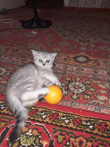bala pişik ucuz: Şinşilla, Dişi, Yaxşı əllərə, Rayonlara çatdırılma, Pulsuz çatdırılma, Ödənişli çatdırılma — 10