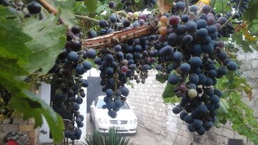 Həyət evləri və villaların satışı: 4 otaqlı, 300 kv. m, Orta təmir — 5