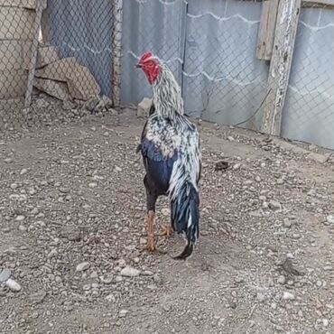 аксессуары и одежда для собак: Петух, Heyrati, лет: 1, Платная доставка, Доставка в районы