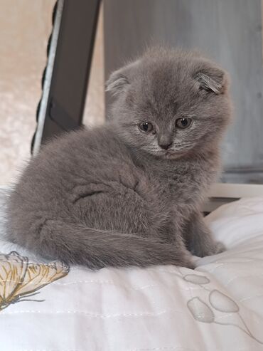 Продажа кошек: Скотиш Фолд (Шотландская вислоухая), 2 месяца, Девочка, Серый, Приучена к лотку