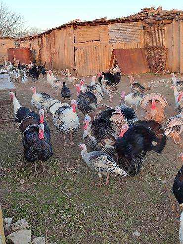 Kənd təsərrüfatı quşları: Cəmi 5 erkəy hündüsqa qalib tələsin super çatdırılma mövcuddur 🤌🏻 — 1