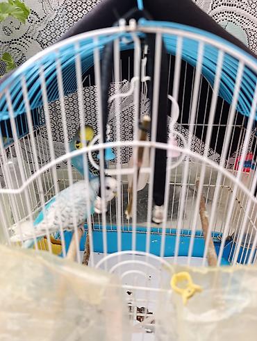 Птицы: Dalmatin rəng çalarlarında 2 ədəd dalğıc (budgerigar) tutuquşu və — 2