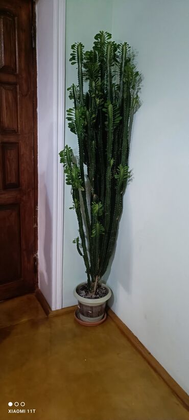 dibcek gulleri qiymeti: Böyük ölçülü dekorativ sukulent/kaktus (Euphorbia trigona tipli) –