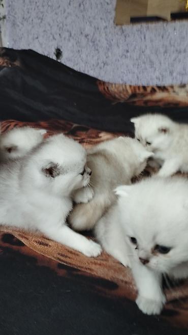 кошка породистый: Готовы к продажи чистокровные котята породы Шотландские ( скоттиш фолд — 6