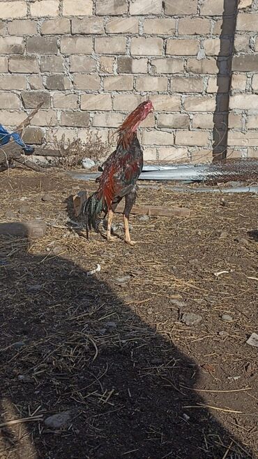 Xoruzlar: Satılır tecılı pul lazımdır deyə anacaq mamiz vurur xoruz 8ayligdi — 7