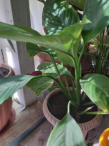 Бөлмө өсүмдүктөрү: Спатифиллум (Spathiphyllum) — комнатное растение с крупными — 2