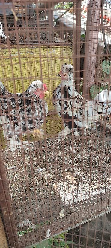 страус цена: Продаю | Куры | Для разведения — 3
