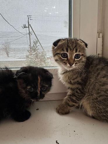 Продажа кошек: Котята 500с каждая . мама вислоухая. 2 месяца котятам. можно забрать с — 1
