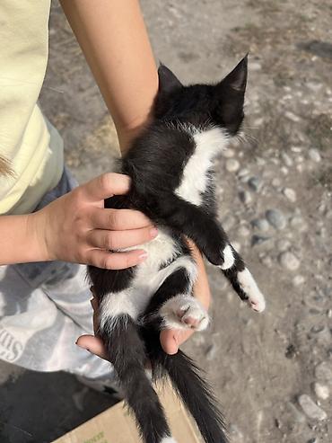 где продаются кошки: Котята от домашней кошки - Окрас: один серо-полосатый (табби), один — 4