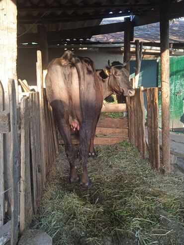 корм для корова: Продаю | Корова (самка) | Алатауская | Для разведения, Для молока