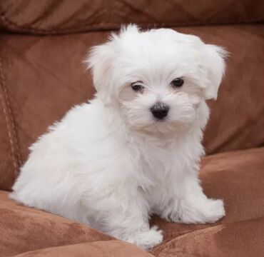 it adlari: Maltese, 4 months dog, Dişi, Peyvəndli, Ünvandan götürmə, Ödənişli çatdırılma