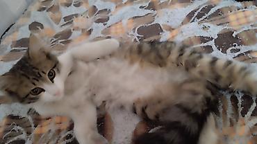 Котёнок, пушистый длинношёрстный табби с белыми лапками и грудкой