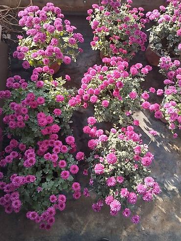 Другие садовые цветы и кустарники: 🌸 Хризантема Мультифлора: Ваш готовый бизнес к осенним праздникам! 🌸 — 5