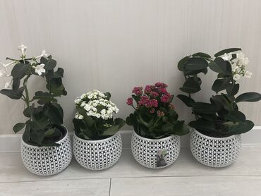 Другие комнатные растения: Комнатные цветы at lalafo.kg — 23 Другие комнатные растения: Комнатные цветы — 23