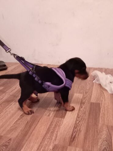 щенки ротвейлера бишкек: Rootvelir balasıdır təmiz ay yarımdır öz yeməyindən yeyir