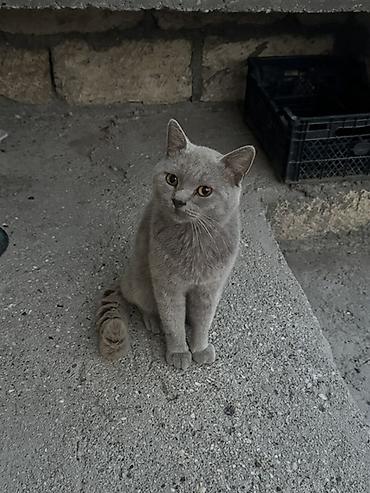ev quşlari haqqinda melumat: Erkək — 3