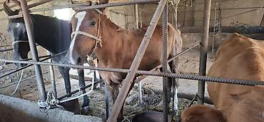 Лошади, кони: Продаю | Кобыла (самка) | Рабочий — 5