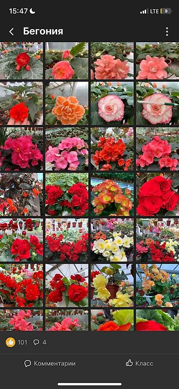 Другие виды семян и саженцев: Бегония, есть разные сорта — 7