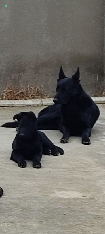 alman ovçarkasının küçükləri: Alman çoban iti, 3 ay, Dişi, Ünvandan götürmə