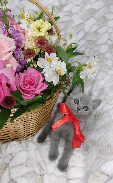 Pişiklər: Britan, Dişi, Pulsuz çatdırılma -da lalafo.az — 3 Pişiklər: Britan, Dişi, Pulsuz çatdırılma — 3