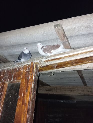 Akvariumlar: Məhsul: Ev göyərçinləri – müxtəlif rəng və cütlüklər Təsvir: -