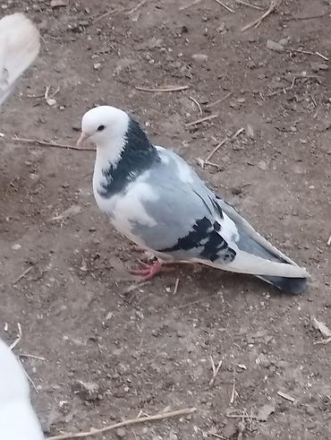 tap az goyercin satisi: Salam təmiz qan ağ baş tam sağlam — 1