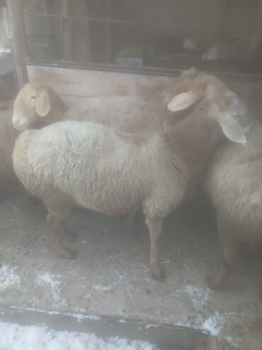 Бараны, овцы: Продаю | Овца (самка) | Для разведения | Матка — 12