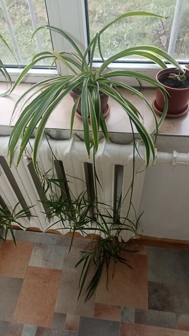 самшит декоративный кустарник: Хлорофитум (Chlorophytum comosum) с вариегатными листьями в