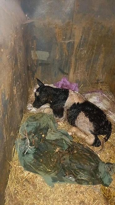 Inəklər, öküzlər: 1 ci qarina bugun dogub erkek balasi var . Anasi sudlu mal olub — 2