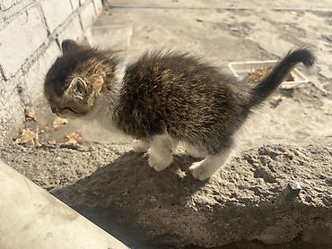 купить кошку: Кошка даром: Беспородная, 1 месяц, Девочка — 2